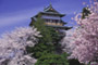 Kirschblüten beim Schloss Takashima [Nagano]